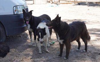 Día del perro: ¿por qué se festeja el 21 de julio?