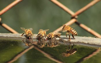 ¿Por qué las abejas llevan agua a su panal?