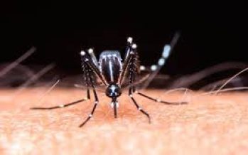 El Ministerio de Salud reiteró recomendaciones para prevenir la transmisión del virus del dengue