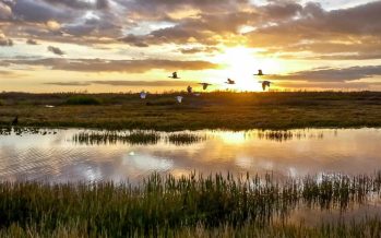 ¿Por qué los pequeños humedales son fundamentales para evitar la contaminación de los ríos?