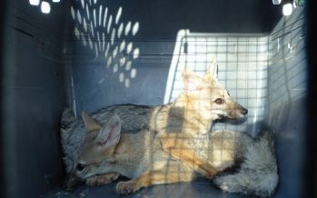 Pilar: fueron rescatados dos cachorros de zorros que estaban en una trampera