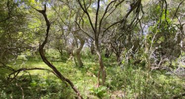 Se extiende el plazo para presentar Proyectos de Manejo y Conservación de Bosques Nativos de la Provincia