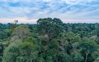 Los bosques tropicales que se recuperan de la tala son fuentes de carbono a futuro por varios años
