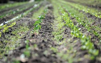 INTA presenta un nuevo curso virtual sobre agroecología