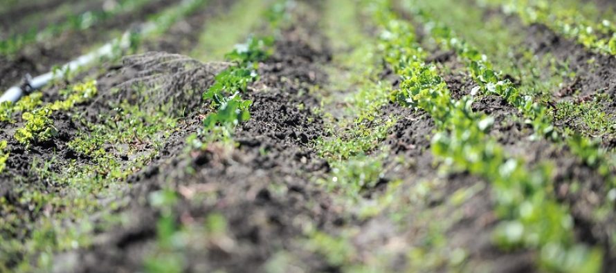 INTA presenta un nuevo curso virtual sobre agroecología