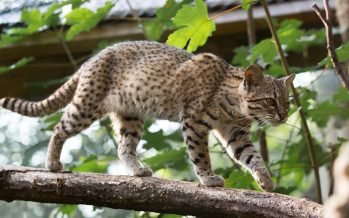 Un gato montés regresa a su hábitat tras la atención médica recibida por una fractura