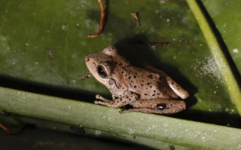 Estiman que el 86% de las especies animales y vegetales aún no fueron halladas, ni mencionadas