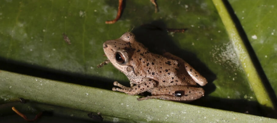 Estiman que el 86% de las especies animales y vegetales aún no fueron halladas, ni mencionadas