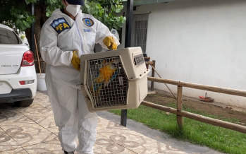 Malvinas Argentinas: rescatan aves de especies protegidas que se encontraban en cautiverio ilegalmente
