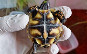 Nacieron tortugas carbonarias en el Centro de Recuperación de Especies Temaikèn