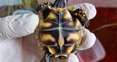 Nacieron tortugas carbonarias en el Centro de Recuperación de Especies Temaikèn