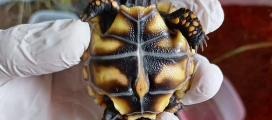 Nacieron tortugas carbonarias en el Centro de Recuperación de Especies Temaikèn