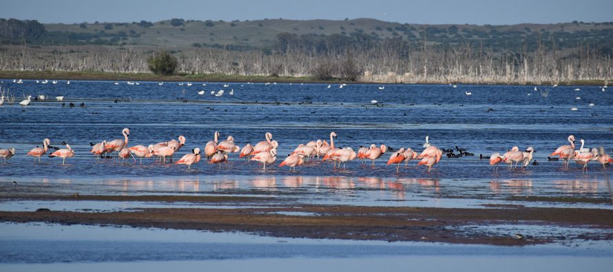 Humedales, los grandes “aliados” en la lucha contra el cambio climático