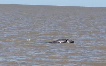 Apareció un elefante marino en el Delta de San Fernando