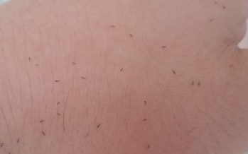 Invasión de “bichitos” en el AMBA: ¿Qué son?