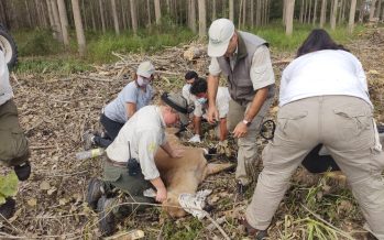 Trabajos en red de la Fundación Temaikén para proteger al ciervo de los pantanos