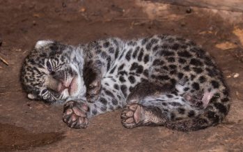 Arranca la diplomatura en manejo de fauna silvestre impulsada por el Ministerio de Ambiente