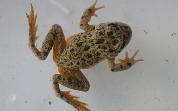 Junto a Fundación Temaikèn, Parques Nacionales trabaja en la recuperación poblacional de la ranita patagónica