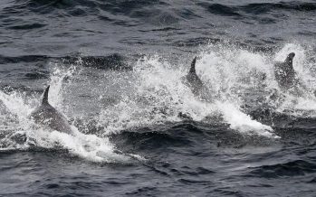 Cómo son las olas de calor marinas que ocurren en el fondo del océano y cuáles son sus consecuencias