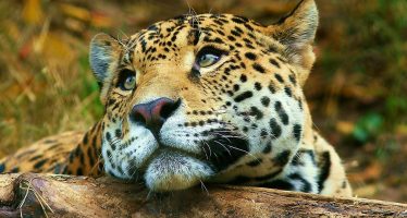 Día Mundial de la Vida Silvestre: ¿cómo es la situación de los yaguaretés en Argentina?