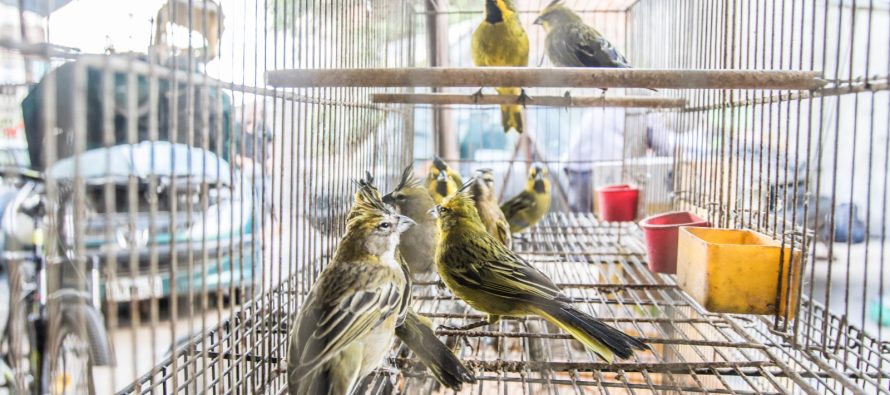 Ambiente participó en el desmantelamiento de una red de tráfico de fauna interprovincial