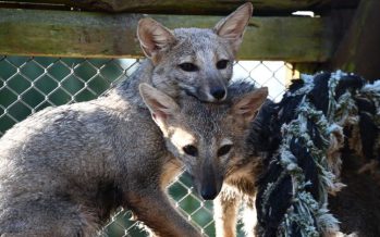 Los zorros rescatados por una pareja de San Fernando volvieron a su hábitat