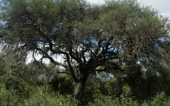 La provincia sumará 15.000 hectáreas de bosques nativos bajo protección ambiental