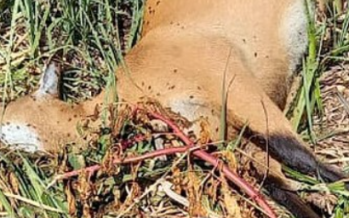 Un ciervo de los pantanos muerto por caza furtiva en el Delta del Paraná