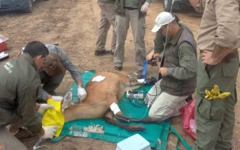 Rescataron a un ciervo herido de gravedad en el Delta del Paraná