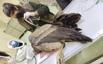 Un cóndor fue rescatado y tratado en el Centro de Recuperación de Especies en Escobar