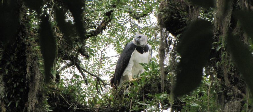 ¿Cuáles fueron los últimos proyectos ambientales aprobados en Diputados?