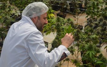 Cannabis medicinal: fortalecen el desarrollo tecnológico nacional del cultivo