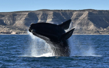 Profundizar las políticas públicas para un ambiente sano con justicia social
