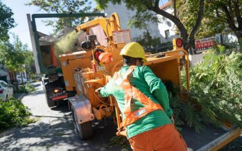 Comenzó el plan de poda sustentable en San Isidro