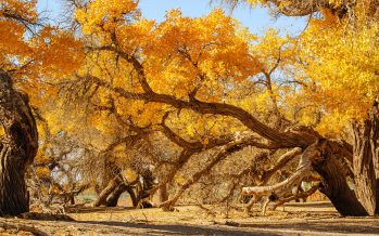 Becas para el curso “Turismo Sostenible y Desarrollo Local en Áreas Rurales”