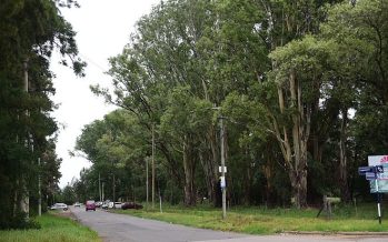 Ariel Sujarchuk sobre la construcción de viviendas en Loma Verde: “Los árboles serán preservados en su totalidad”