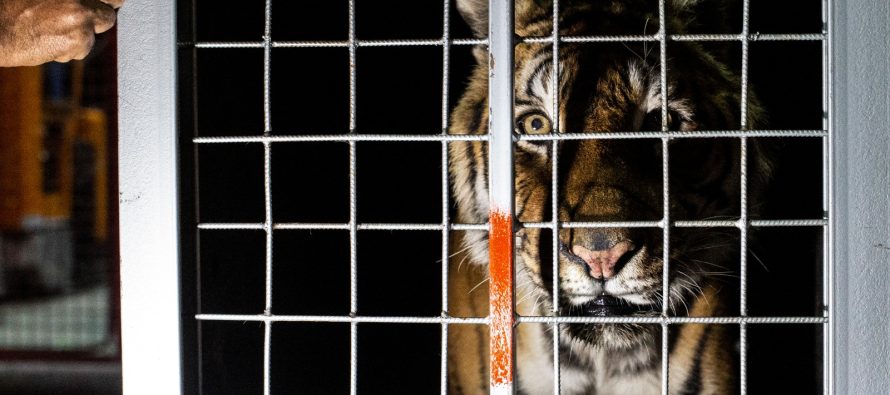 Los tigres rescatados llegaron a Jordania para su liberación