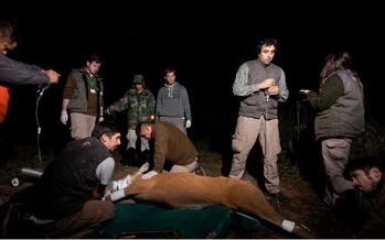 Murió otro ciervo de los pantanos en el Delta del Paraná