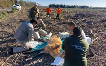 Otro ciervo de los pantanos fue rescatado en el Delta
