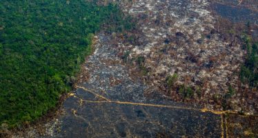 Día Mundial del Árbol: la Tierra perdió un área de selva equivalente a un campo de fútbol cada cinco segundos