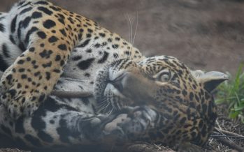 Avistan a un yaguareté en la Reserva Natural Formosa