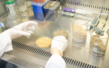 Desarrollan biomaterial para reemplazar el plástico del packaging