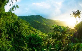 El calentamiento global amenaza el proceso de fotosíntesis de los bosques tropicales