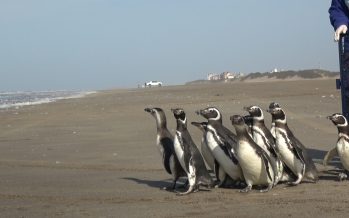 15 pingüinos regresan al mar tras ser rescatados con cuadros de desnutrición, empetrolamiento e ingesta de plástico