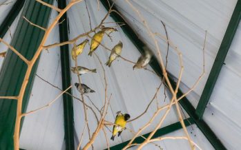 La Brigada de Control Ambiental rescató aves silvestres en Del Viso