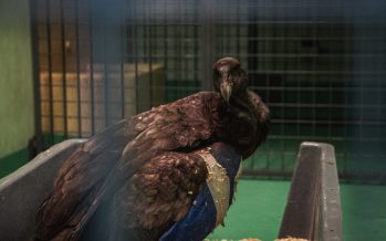 Un cóndor andino fue rescatado y trasladado a la Fundación Temaikèn para su rehabilitación