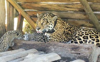 Detectan nuevos cachorros de yaguareté nacidos en estado silvestre en Corrientes