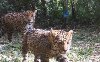 Avistan 17 nuevos ejemplares de yaguareté y 4 cachorros en los Esteros del Iberá
