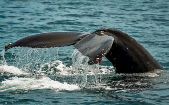 Detectan microplásticos incrustados en tejidos vitales de ballenas y delfines