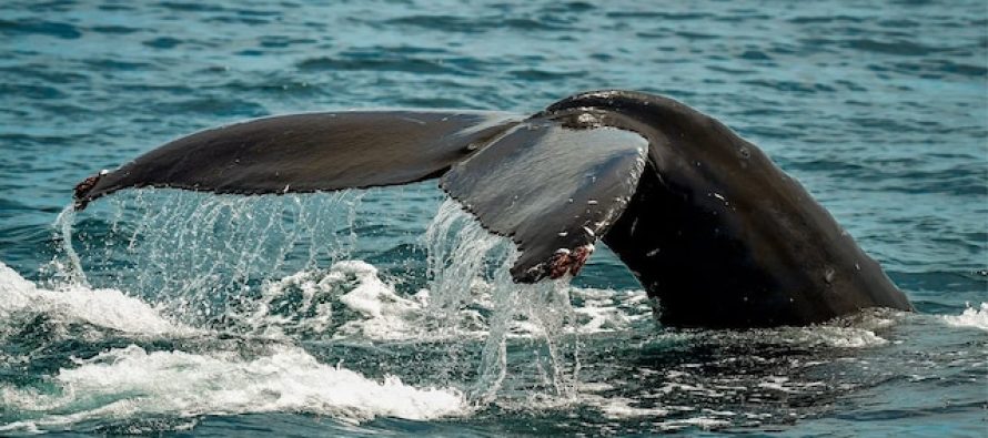 Detectan microplásticos incrustados en tejidos vitales de ballenas y delfines